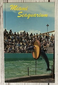 Miami Florida Seaquarium Corky the Porpoise  Dolphin Vintage FL Postcard - Picture 1 of 2