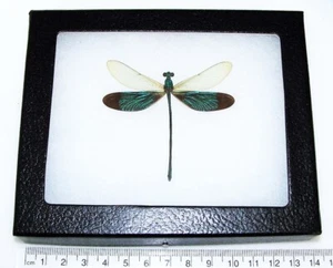 Neurobasis chinensis REAL FRAMED GREEN DRAGONFLY INDONESIA C2 - Picture 1 of 1