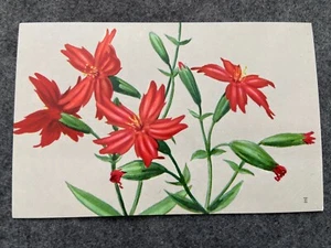 Fire Pink Flowers Vintage Postcard - Picture 1 of 2