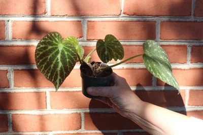 Begonia Green Jewel - Image 1 of 2