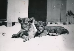 SENEGAL c. 1940 - Young Lionceaux - P 1293 - Picture 1 of 2