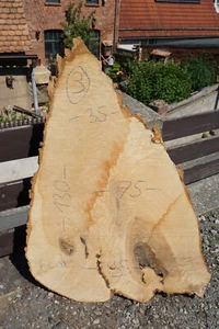 Baumscheibe Holzscheibe Groß Tischplatte Couchtisch Esche 130 x 95 x 6 cm No3 - Bild 1 von 2