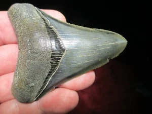 3-1/4 COLLECTOR GRADE - MEGALODON SHARK Tooth Fossil - Fish Teeth - TOP QUALITY - Picture 1 of 7