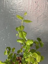 Mame “Sweet plum” Bonsai