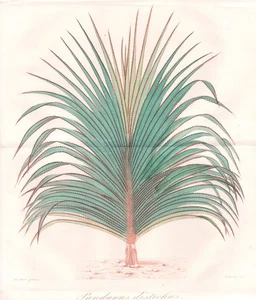 pandan Schraubenpalme screw palm botany Botanik engraving Herincq 1865 - Bild 1 von 1