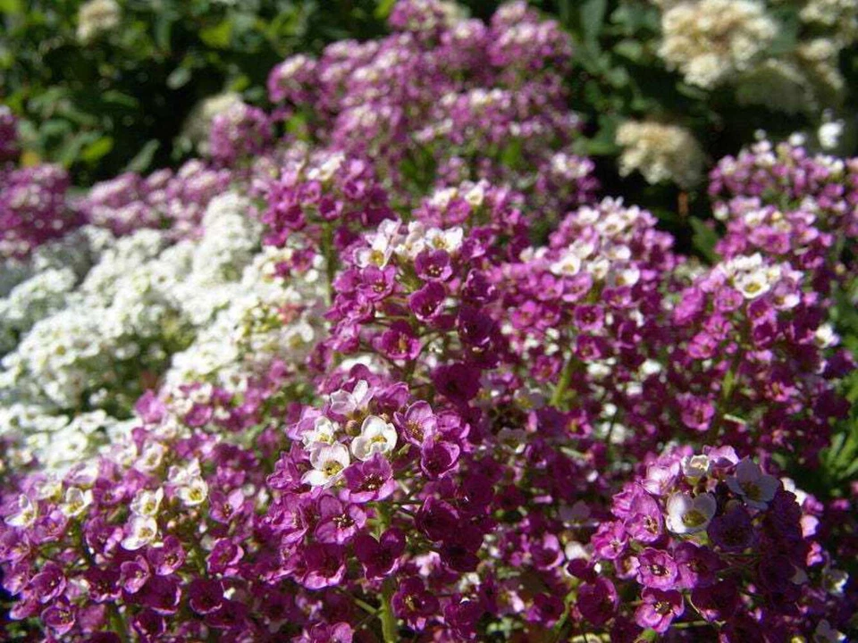 SEEDVILLE USA 500 Sweet ALYSSUM ROYAL CARPET Lobularia Maritima Flower Seeds