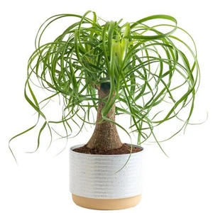 Costa Farms Ponytail Palm Bonsai, Easy to Grow Live Indoor Plant in Indoors G... - Picture 1 of 6