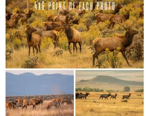 Herd Bull Elk Print 3 Pack - Wall Art, Hunting, Nature Lover, Wildlife, - Picture 1 of 2