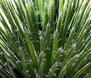 RARE YUCCA FILAMENTOSA @ Adam's needle agave garden aloe flowering seed 15 SEEDS - Picture 1 of 2