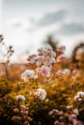Carl Zeiss Jena BIOTAR 2/58  Lens Silver SILVER SEMI-AUTO M42 FULLY CLA /w Caps - Image 1 of 4