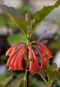 Dermatobotrys saundersii 2 seeds Worldwide - Picture 1 of 3