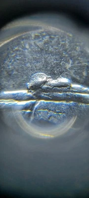 2016 P Shawnee " EAGLE NEST DIE CHIP "Error Coin  - Image 1 of 3