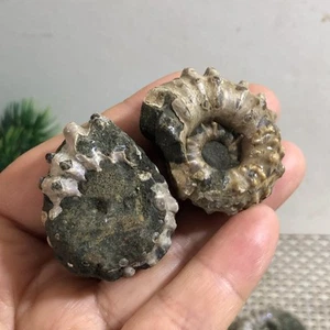 2pcs 57g Rare natural rough polished white conch Ammonite c61 - Picture 1 of 9