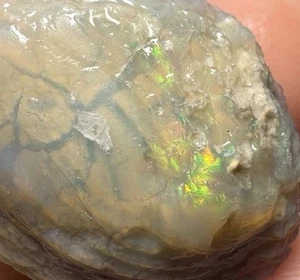2 cm Opal Clam Fossil Shell Lightning Ridge Australia Opalized Fossil Gem - Picture 1 of 14