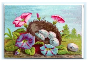 Johnston & Reilly Trockenware Albany NY Sammelkarte Vogelnest Eier Blumen C10 - Bild 1 von 2