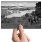 Photograph 6x4" BW - Wimbleball Lake Exmoor Pony  #39067