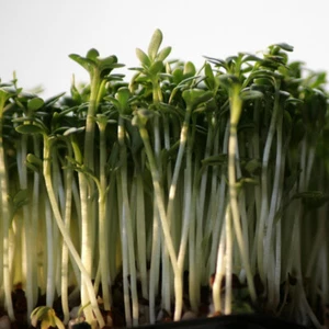 5000 Samen Kresse Gartenkresse Pfefferkresse Lepidium sativum Gewürz Salatgewürz - Bild 1 von 3