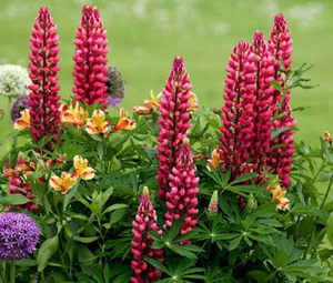 LUPINE ROUSSEL ROTE MEHRJÄHRIGE Lupinus Polyphyllus Russell - 500 Samen in loser Schüttung - Bild 1 von 2