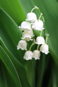 ♥ 10 Rhizome Maiglöckchen, Convallaria Majalis weiß Naturgarten - Bild 1 von 4