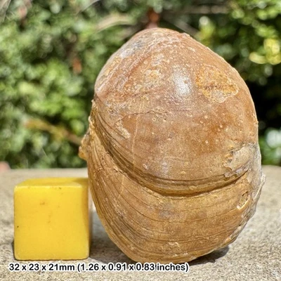 Fossil Brachiopod - Tetrarhynchia tetrahedra, Jurassic: Banbury, UK – 100% - Image 1 of 2