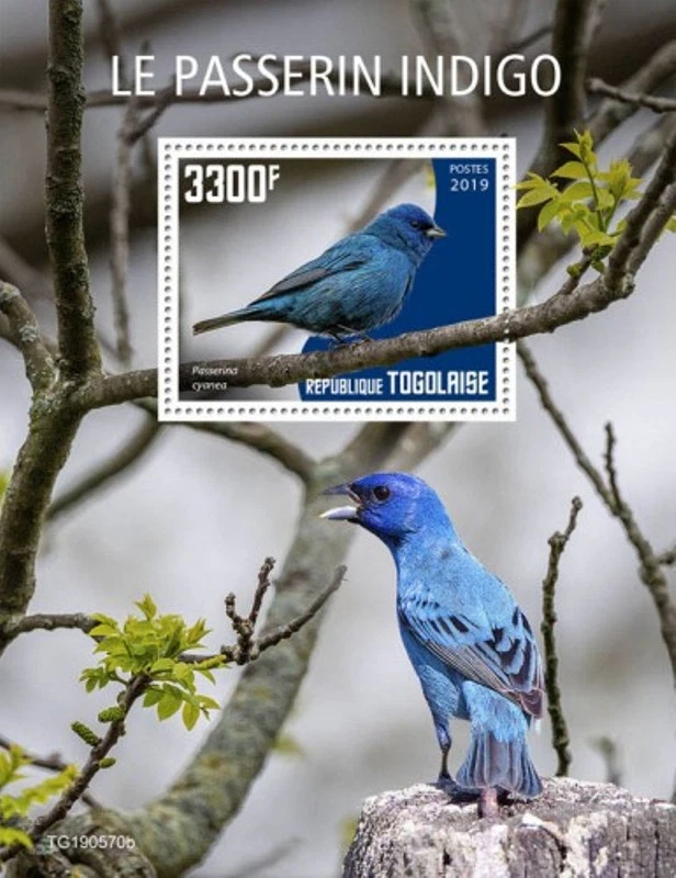 Togo - 2019 Indigo Bunting Bird on Stamps - Stamp Souvenir Sheet - TG190570b - Image 1 of 1