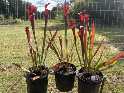 SARRACENIA X MOOREI (S. LEUCOPHYLLA “BALDWIN, AL” X S. FLAVA ‘WACCAMAW’) GRANDE. - Imagem 1 de 4
