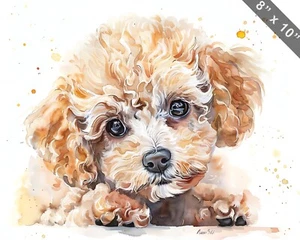 Poodle puppy with cute round eyes and curly fur watercol 8x10 Print - Picture 1 of 1