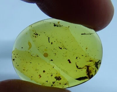 Fossil Scorpion Remains with Pincers Cretaceous in Burmese  Myanmar Amber - Image 1 of 4