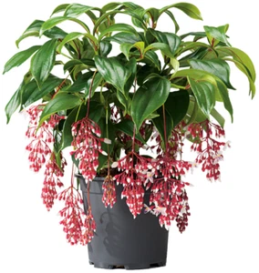 Florinilla "MAGIC" Medinilla Plant~Live Well Rooted STARTER Plant~ VERY RARE - Picture 1 of 8
