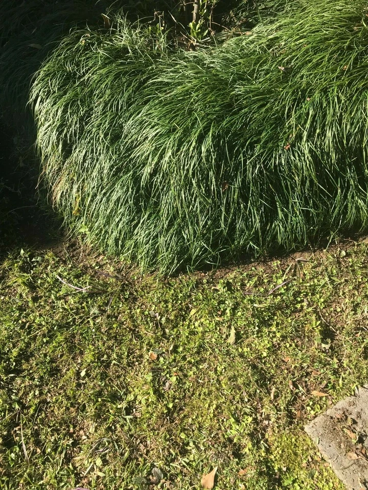 50 Living Pips (No Gladys) Mondo Monkey hierba cubierta del suelo plantas fronterizas Foto 1 de 1