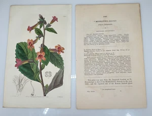 Miss Drake Ridgway Botanical 1837 #1960 Rehmannia chino - Imagen 1 de 3