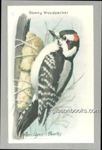 Arm and Hammer Useful Birds of America Downy Woodpecker Victorian Trade Card - Picture 1 of 2