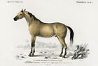 Arabisches Pferd (arabisches Pferd) - 1849 - Illustrationsmagnet