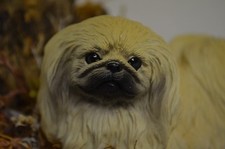 Pekingese Puppy sitting on a real stone with Sankyo music box - Mint -Nice- 3x6"