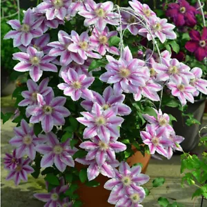 Semi Di Fiori Clematis Rampicanti Piante Da Giardino Ibride Colori Misti -Uk + - Picture 1 of 12