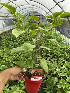 SCHARFE CHILI PFLANZE HABANERO CHOCOLATE HOCHWERTIGER VASE 14 - Bild 1 von 4