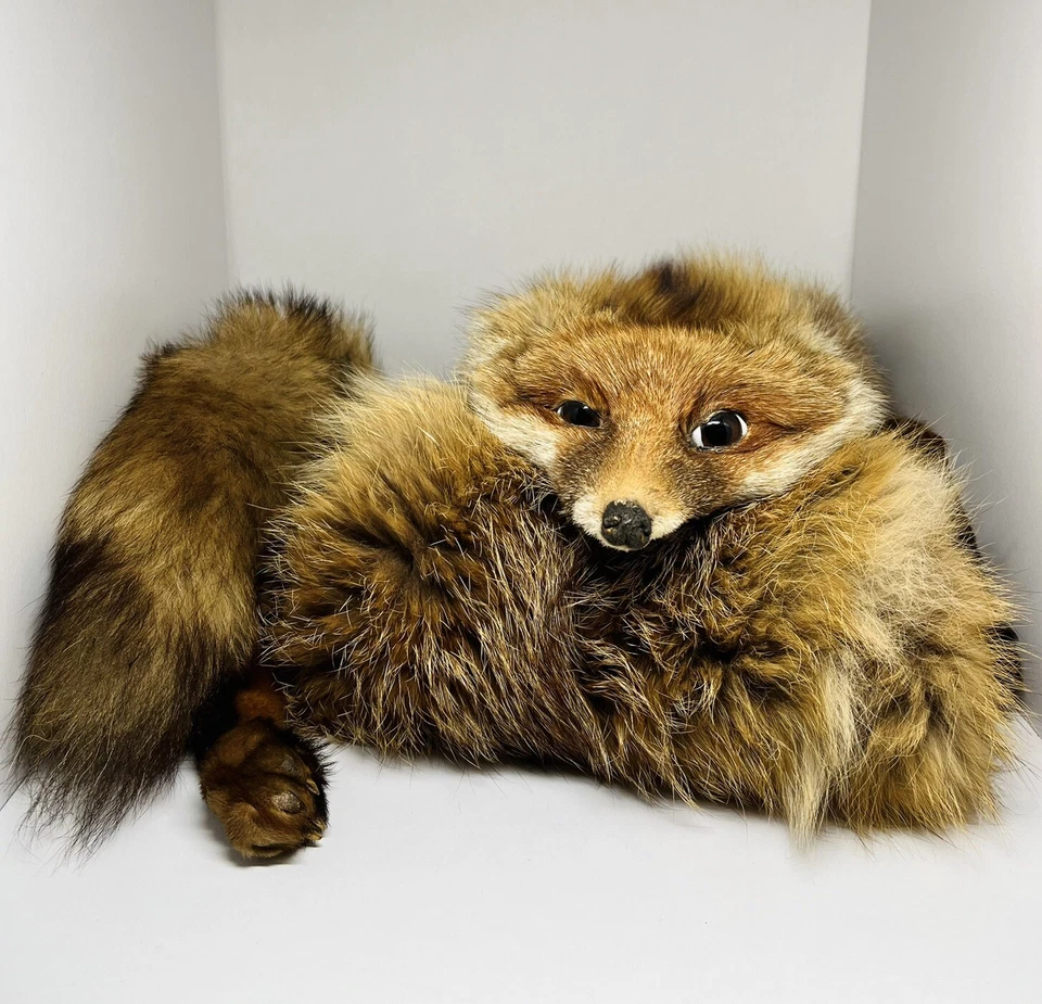 Bufanda de taxidermia de piel de zorro marrón genuino de colección Foto 1 de 4