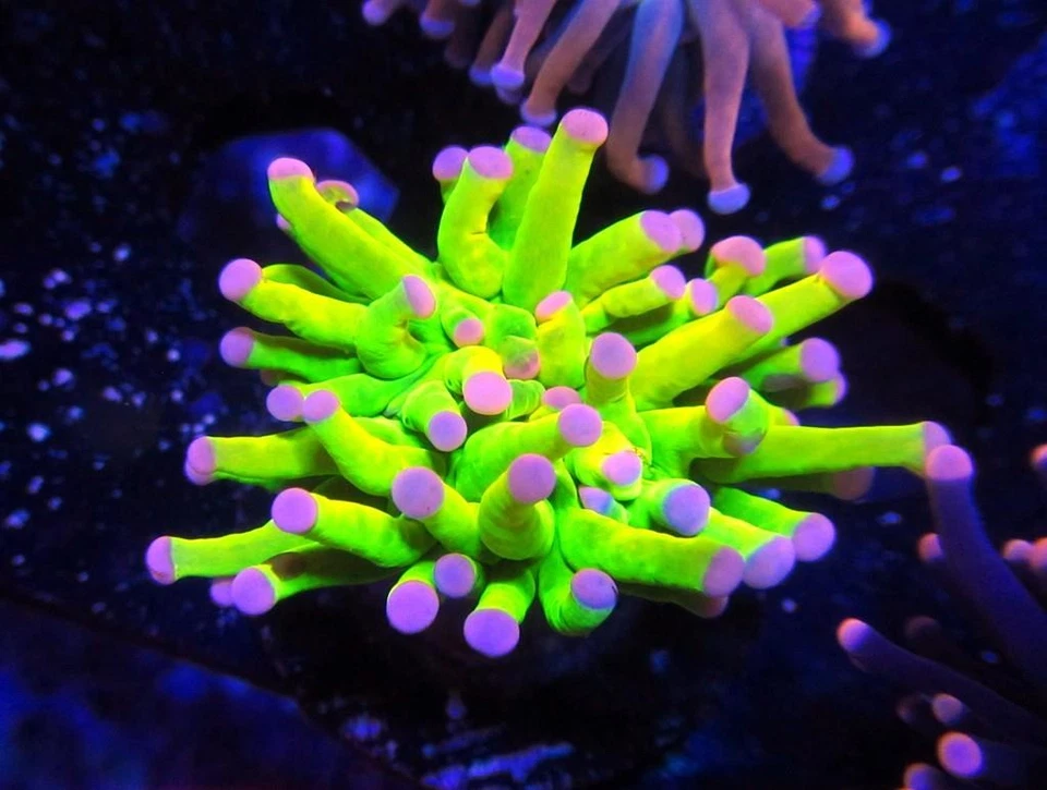 Live Coral DREEF ULTRA DIPPINGDOTS TOCHA CORAL EUPHYLLIA WYSIWYG - Imagem 1 de 1