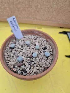 6 X Pelecyphora Aselliformis Plants Cactus aztekium copiapoa Ariocarpus - Bild 1 von 5