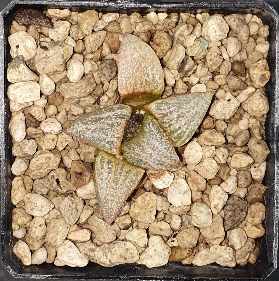 HW086 Haworthia Splendens GM452, Phyto available - image 1 of 1