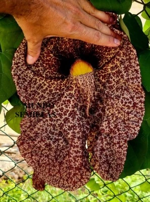 Aristolochia de Flor Gigante - enredadera trepadora - semillas