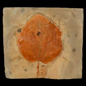 2,9 Zoll Zizyphoides Flabellum fossile Pflanze Blatt Fort Union Glendive MT Paläozän - Bild 1 von 6