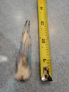 XV2 Full Budgie Parakeet Tail Feathers v2 - Picture 1 of 3
