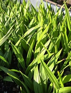 1 Year Old Washingtonia Hybrid Filifera/Robusta Fan Palm, 6 Plants, RARE - Picture 1 of 8