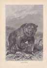 Grizly mit erlegter Beute Bär Bären Holzstich von 1890 F. Specht