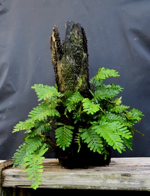Live resurrection Fern, Pleopeltis, creeping fern indoor/outdoor tropical plant - Image 1 of 4