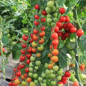 Tomate Pomisolka de Rusia - Tomate cereza - 5+ semillas - Semillas - P 545 - Imagen 1 de 1