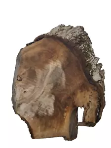 1x Nussbaum Ast Bohle Brett Baumkante Baumscheibe gerissen Walnuss Holz Schneide - Bild 1 von 9