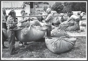 1988 -- VILLEFRANCHE LE CHATEAU MARCHé AU TILLEUL . 4B531 - Bild 1 von 1