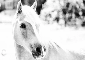 WILD HORSE - Black & White Poster Picture Print Sizes A5 to A0 **FREE DELIVERY** - Picture 1 of 7